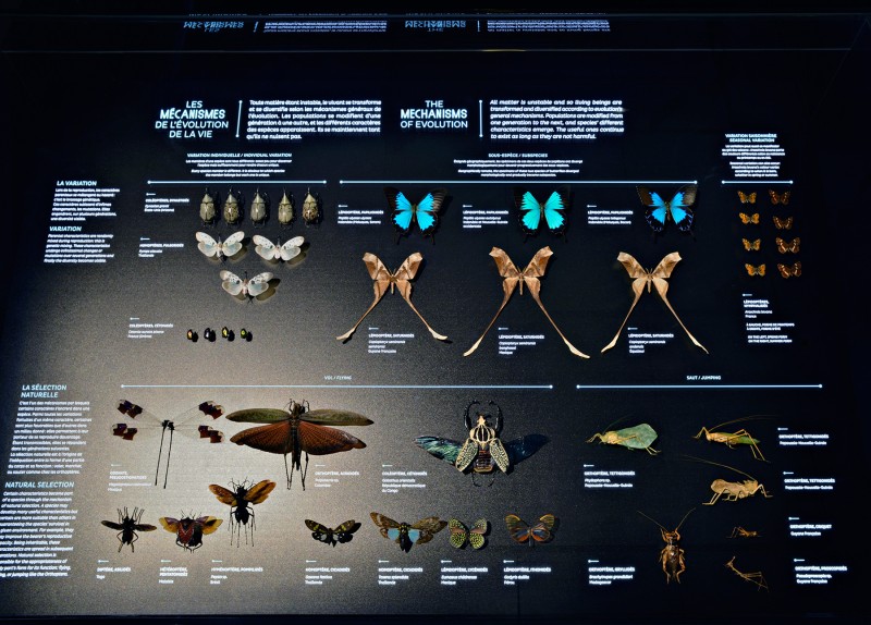 origines-musee-des-confluences-8