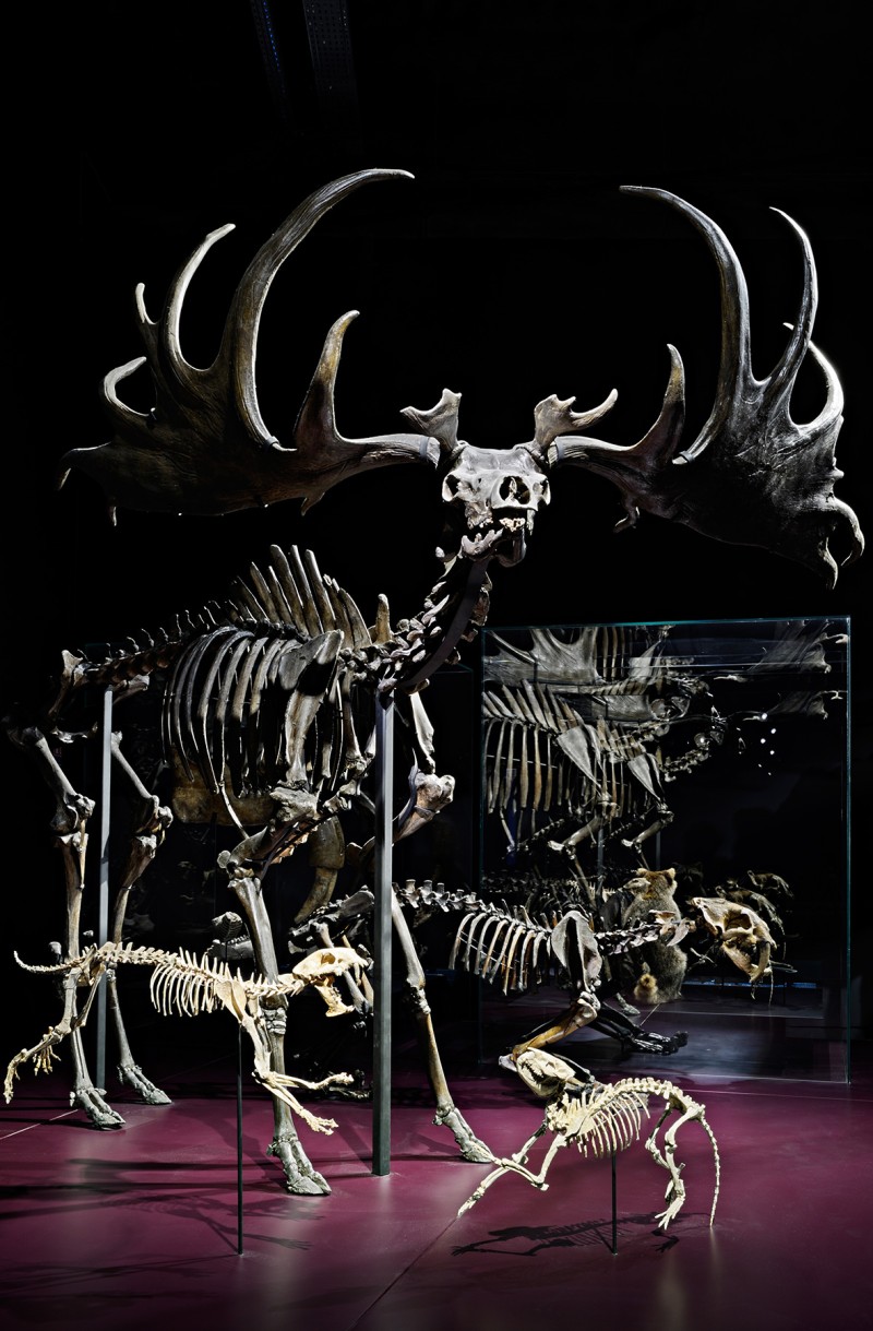 origines-musee-des-confluences-4