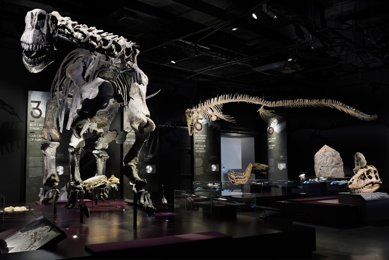 origines-musee-des-confluences-3