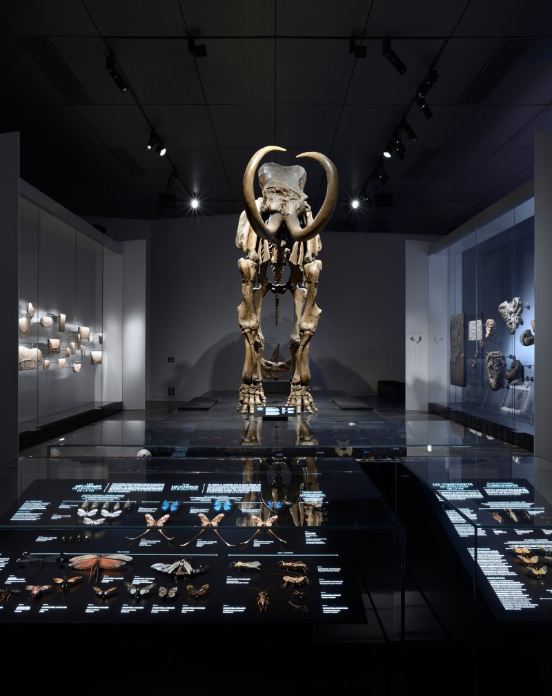 origines-musee-des-confluences-7